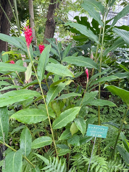 Obraz レッドジンジャーの花