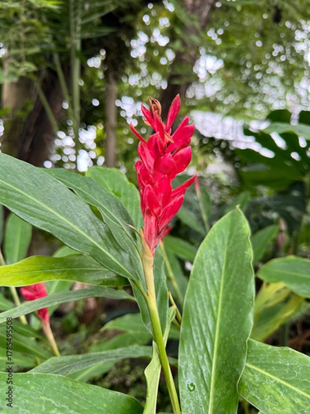 Obraz レッドジンジャーの花