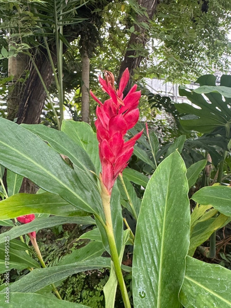 Obraz レッドジンジャーの花