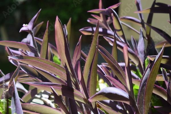 Fototapeta Buscando el Sol