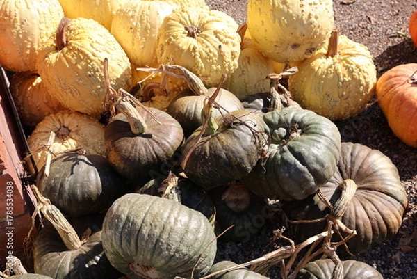 Obraz green and white pumpkins