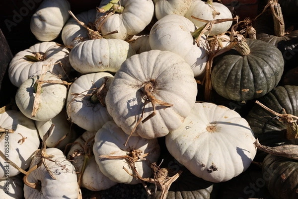 Obraz white pumpkins
