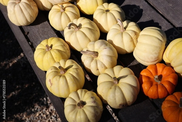 Obraz yellow pumpkins