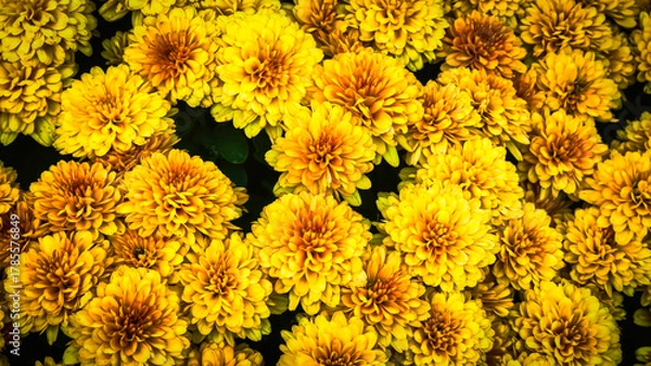 Obraz Colorful Flower Nature Background