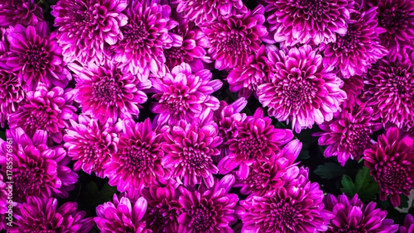 Obraz Colorful Flower Nature Background