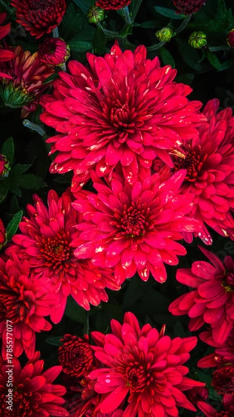 Obraz Colorful Flower Nature Background