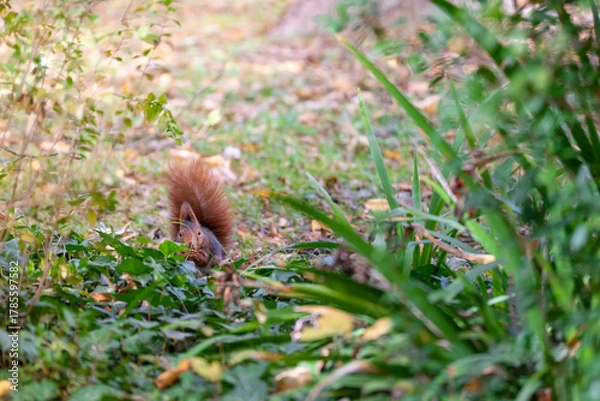 Obraz squirrel in the forest