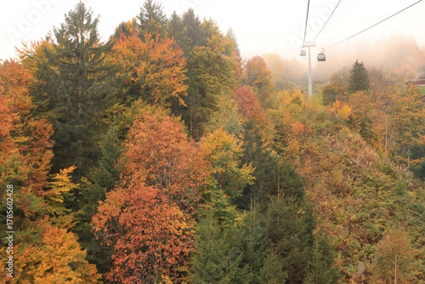Fototapeta Herbstliche Berner Alpen; Gondelbahn zum Männlichen über dem Bergwald