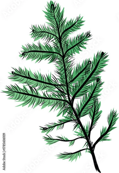 Fototapeta Fir branch close up with pine needles botanical vector illustration