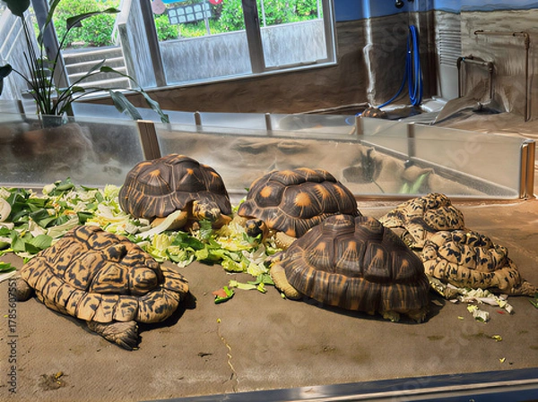 Obraz Turtles lunch time
