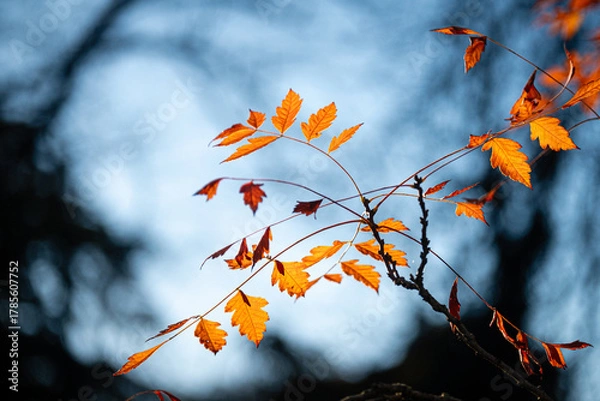 Obraz Feuillage d'automne