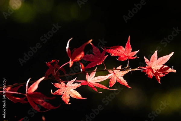 Obraz Feuillage d'automne
