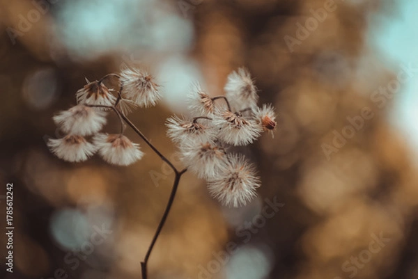 Fototapeta autumn in the forest