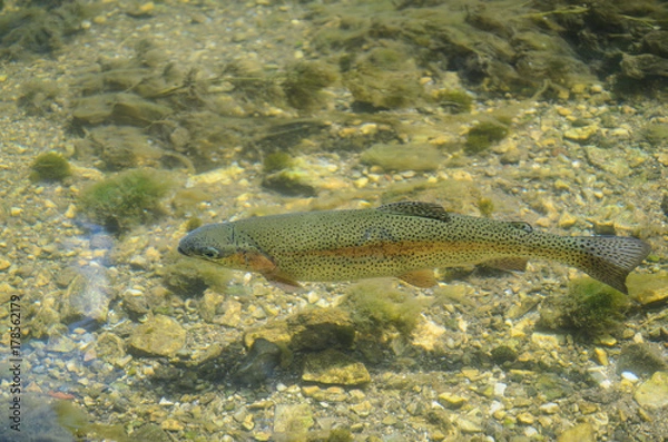 Obraz Rainbow trout in clear water