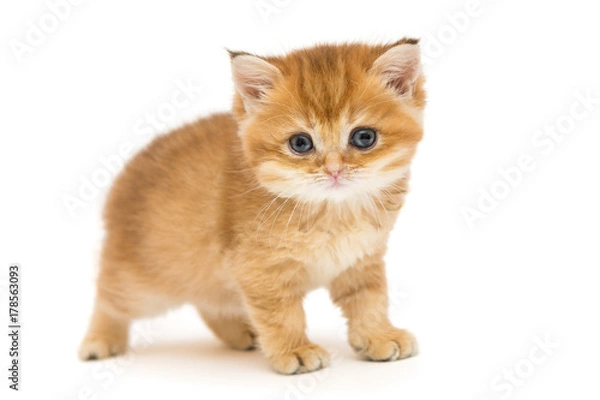 Obraz Little orange kitten of the British breed