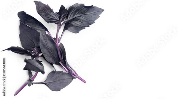 Fototapeta Fresh purple basil leaves showcasing vibrant herbal texture and natural culinary ingredients used in cooking and garnish recipes, isolated on transparent background, PNG.