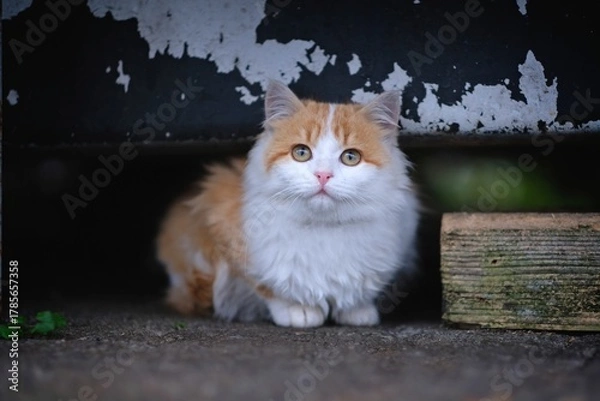 Fototapeta Cute kitten sitting outdoors and looking curious at camera. Horizontal image with selective focus.