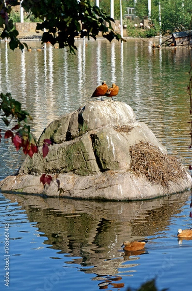 Fototapeta Wild Ruddy Ducks  on the lake in Moscow, Russia