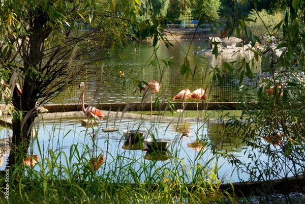 Obraz Pink and red flamingos in Moscow Zoo, Russia