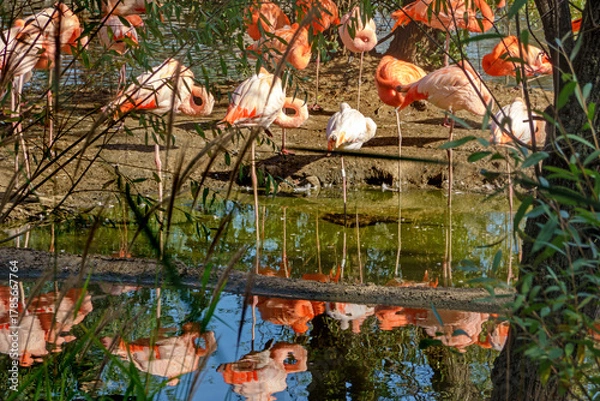 Obraz Pink and red flamingos in Moscow Zoo, Russia