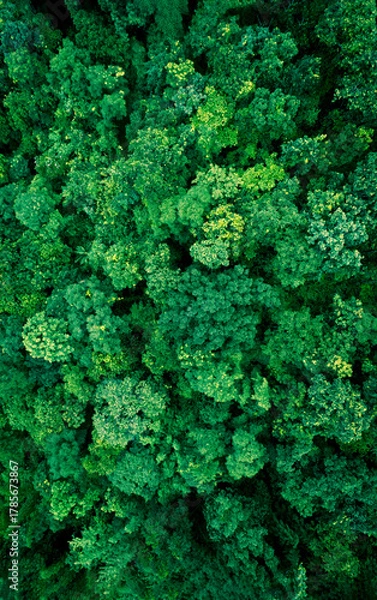 Fototapeta Top view of a young green forest in spring or summer	