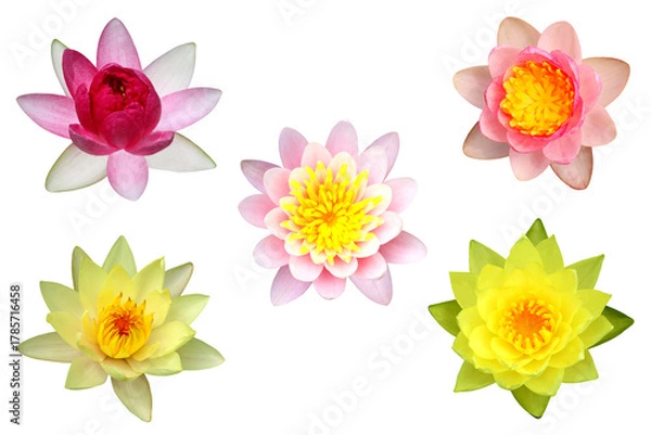 Fototapeta Close-up of beautiful lotus flowers of various colors and species in full bloom isolated on transparent background png file.