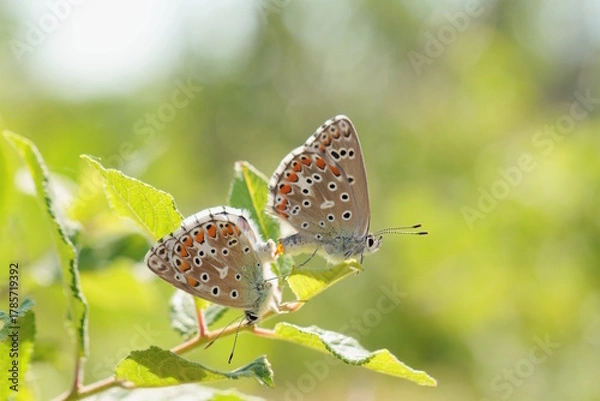 Fototapeta A small butterfly on a green plant.