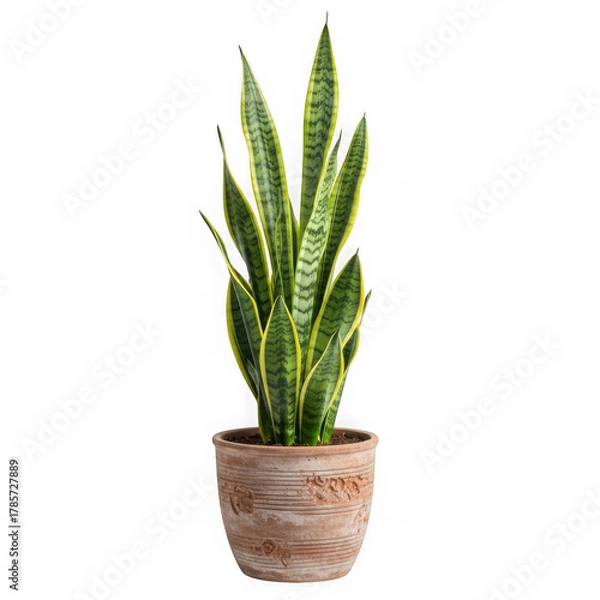 Obraz Sansevieria plant in textured terracotta pot studio shot transparent background