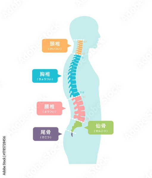Obraz 横から見た脊柱の部位名　ベクターイラスト
