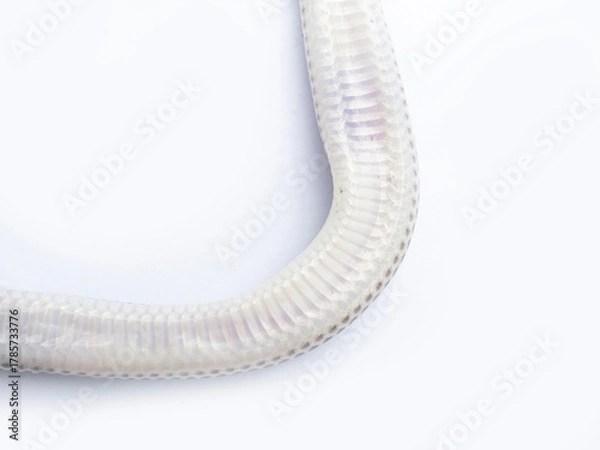 Fototapeta Close up Sunbeam snake on white background in Thailand and Southeast Asia.