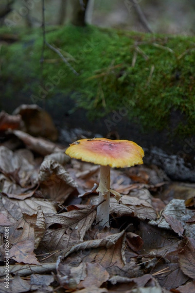 Fototapeta mushroom in the forest