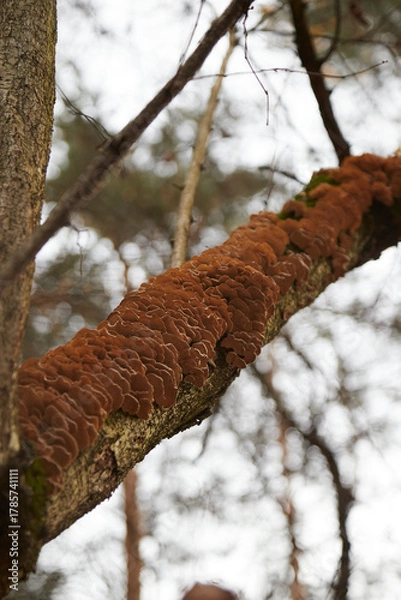 Fototapeta tree in the forest