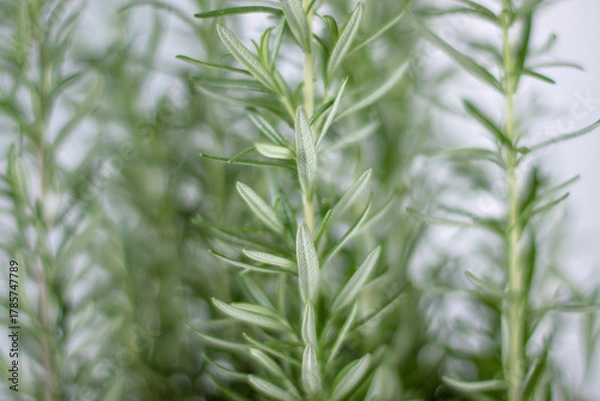 Fototapeta Fresh rosemary sprigs close-up on soft background