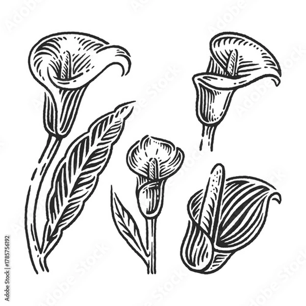 Obraz calla flower set hand drawn engraving