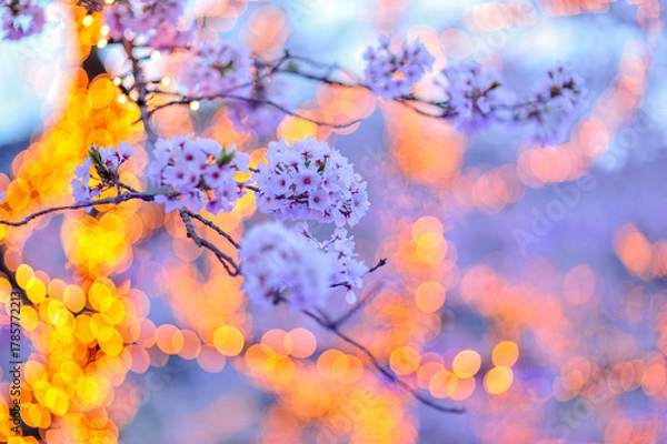 Obraz ライトアップされた桜