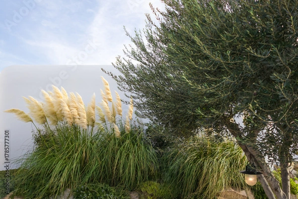 Fototapeta minimalist lush green garden with wild grass and olive tree on white wall backdrop. modern aesthetic gardening and landscaping design