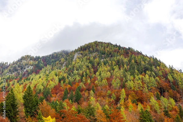Fototapeta close up view of mountain pick covered by colorful autumn forest. alpine mountain forest in autumn colors. alpine autumn. atmospheric