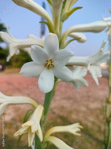 Obraz white and yellow flowers