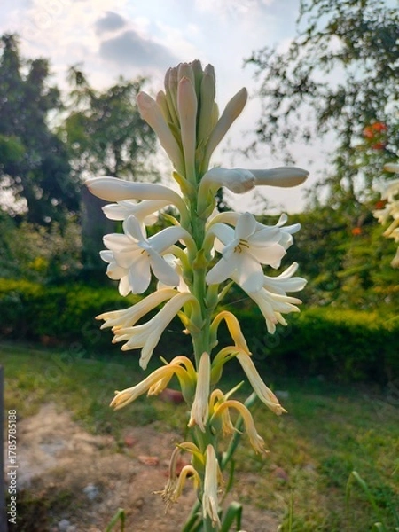 Obraz flowers in the mountains