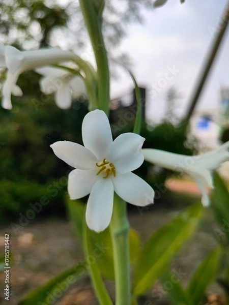 Obraz white flower on blue background
