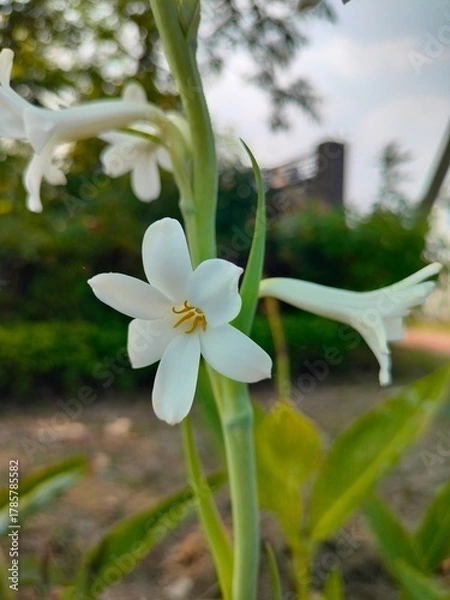 Obraz white flower on a green background