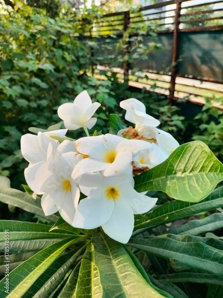 Obraz frangipani flower on the beach