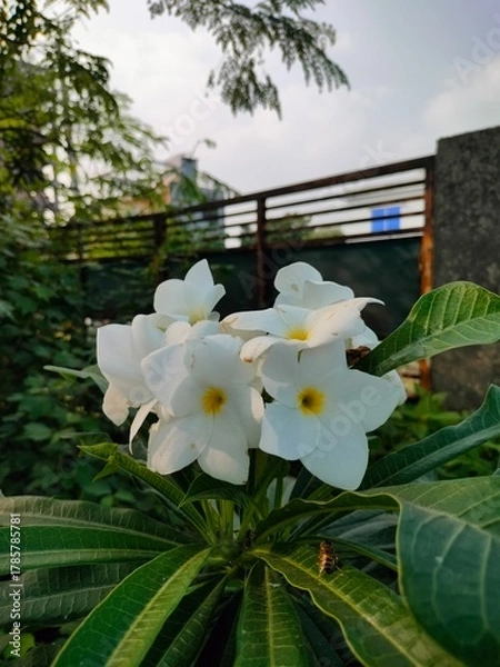 Obraz white flower in the water