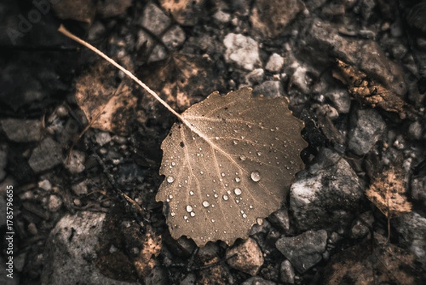 Obraz Herbstlaub auf dem Boden bedeckt mit Wassertröpfchen