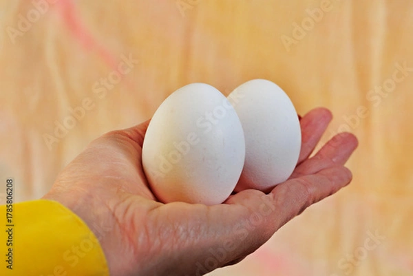 Obraz Holding eggs with hand