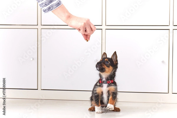 Obraz Training a puppy