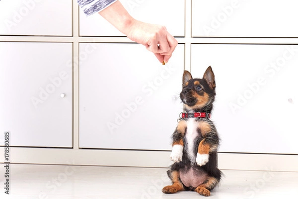 Obraz Training a puppy