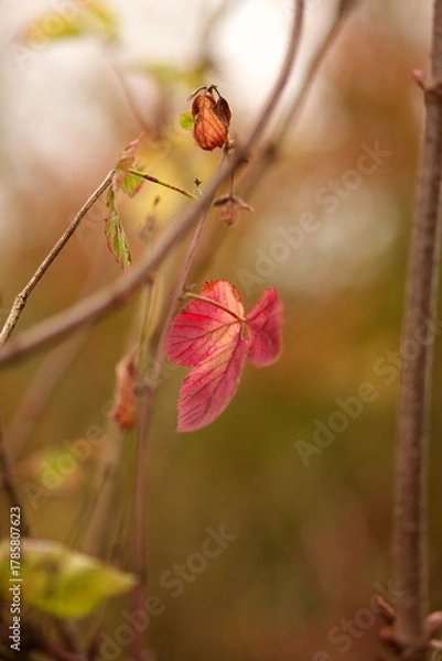 Obraz fall leaf