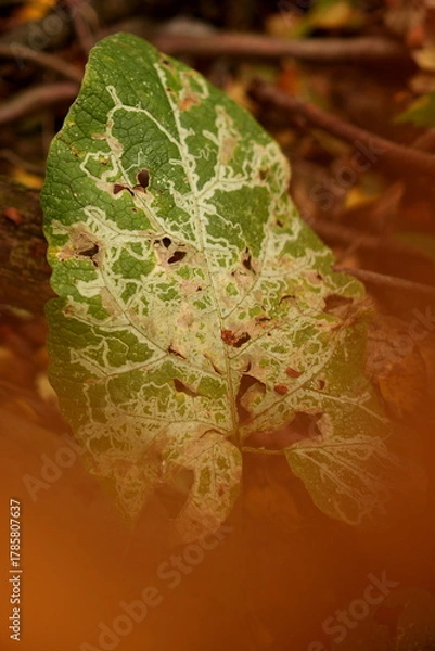 Obraz yellow leaf with dew