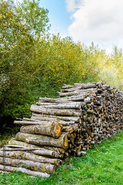 Obraz A cut wood pile along a logging road in a french forest.